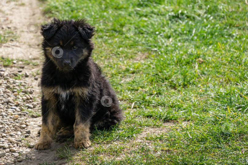 Скачать Маленький грустный черный щенок на траве на сельской дороге. Грустный черный пес сидит в лучах весеннего солнца фотосток Ozero