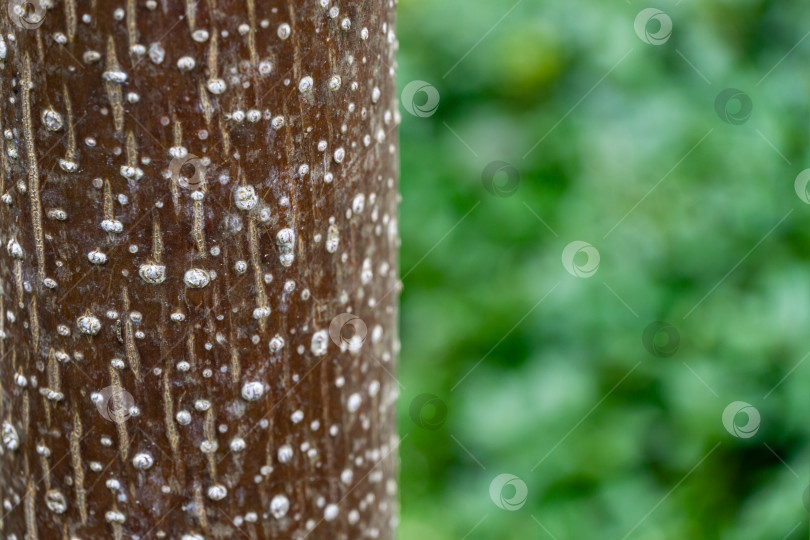 Скачать Текстура коры павловнии томентоса на размытом фоне естественной зелени. Абстрактный природный фон для любого дизайна и места для текста. Выборочный акцент на коре дерева императрицы или принцессы фотосток Ozero