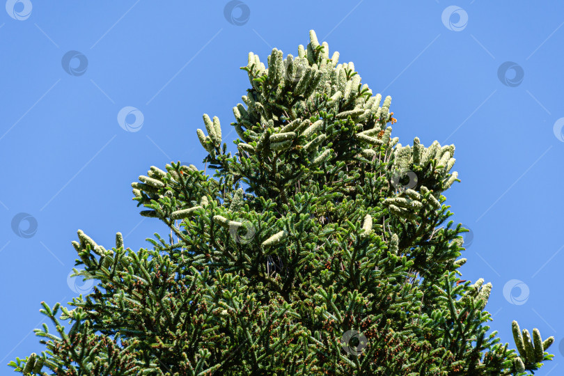 Скачать Роскошная нумидийская пихта (Abies numidica) или алжирская пихта с крупными зелеными женскими шишками на верхушке в Партените в Крыму. Выбор за вами фотосток Ozero