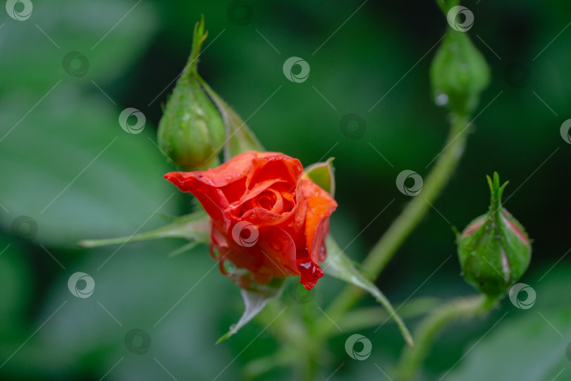 Скачать Мягкий крупный план красивой ярко-оранжевой розы Вестерланд с бутонами после дождя на фоне зеленых листьев. Пейзаж с цветущими розами, свежие обои, концепция природы. Место для вашего текста. фотосток Ozero