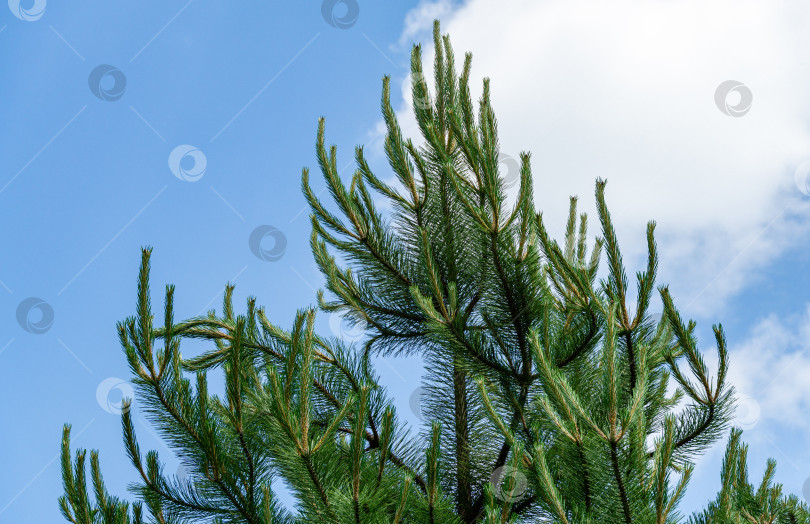 Скачать Молодые побеги австрийской сосны или черной сосны (Pinus Nigra).Зеленые побеги на ветвях на фоне голубого неба с белыми облаками в весеннем саду. Пейзаж для любых обоев. Есть место для текста фотосток Ozero