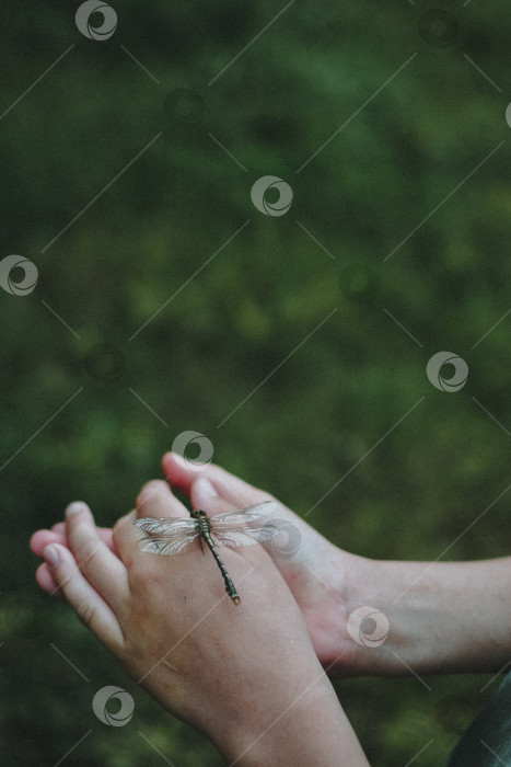 Скачать Стрекоза фотосток Ozero