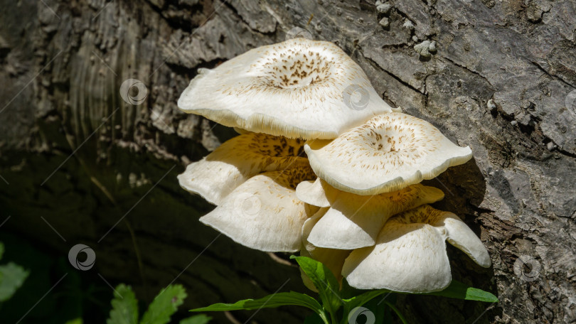 Скачать Lentinus tigrinus на стволе старой яблони. Белые с коричневыми шляпками грибы из семейства пестролистных. Съедобные грибы в естественной среде обитания в саду. Место для вашего текста. фотосток Ozero