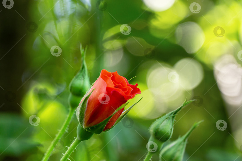 Скачать Оранжевая роза Вестерланд с бутонами на фоне зеленого боке, свободное место для текста. Красивый мягкий крупный план с выборочным фокусом. Лирический мотив для оформления. Пейзаж с цветущими розами, свежие обои фотосток Ozero