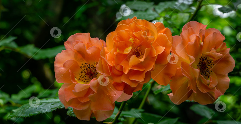 Скачать Ярко-оранжевый букет роз Вестерланда на фоне зеленых листьев. Выборочный фокус. Лирический мотив для дизайна. Пейзаж с цветущими розами, свежие обои, концепция фона на природе фотосток Ozero