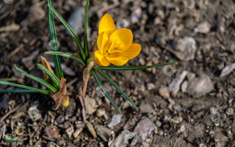 Скачать Мягкий акцент на весенней природе с золотисто-желтыми крокусами крупным планом на размытом естественном фоне сада. Природная концепция весеннего дизайна фотосток Ozero