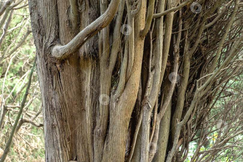 Скачать Живописный многоствольный кипарис "серый ствол" в Массандровском парке, Крым. Выборочный показ. Живописный фон для темы природы и экологии фотосток Ozero