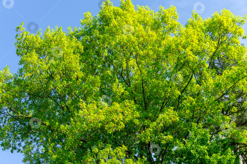 Скачать Яркая молодая листва красного дуба Quercus rubra в период цветения. Огромный дуб является украшением декоративного сада и самым высоким деревом в окрестностях. Весенний солнечный день. Чистое голубое небо. фотосток Ozero