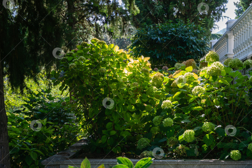 Скачать Мягкий избирательный акцент крупных кустарников гортензии крупнолистной на фоне вечнозеленых деревьев в ландшафтном парке имени Айвазовского в Партените, Крым. фотосток Ozero