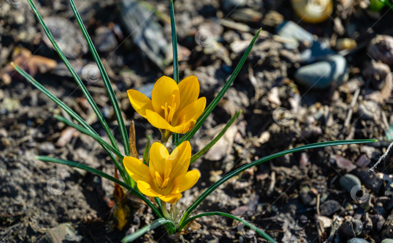 Скачать Два золотисто-желтых ранних крокуса на естественном фоне бурого леса. Выборочный фокус крупным планом. Весенняя тема для дизайна. фотосток Ozero