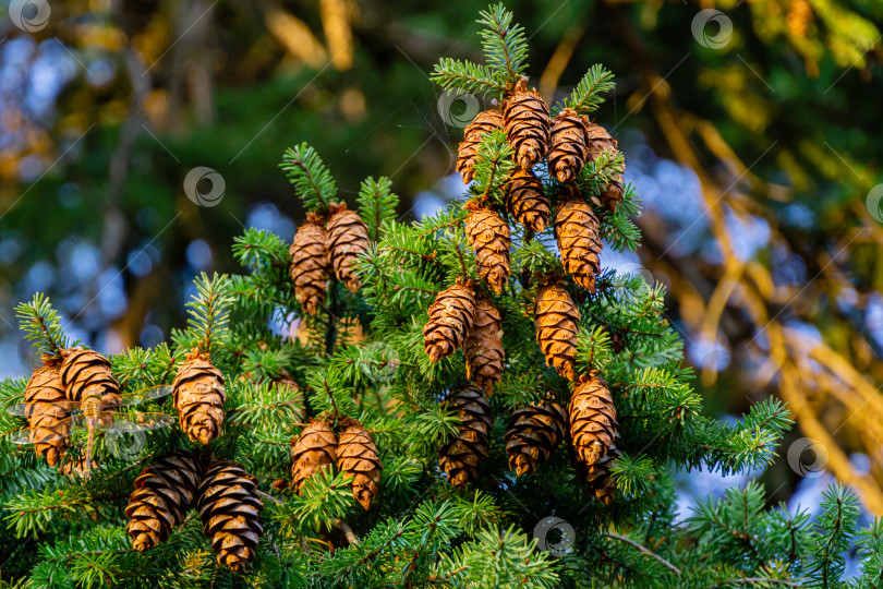 Скачать Крупный план ветки дугласовой пихты (Pseudotsuga menziesii) с большим количеством спелых шишек в Массандровском парке, Крым. Выборочный снимок. Природная концепция рождественского оформления фотосток Ozero