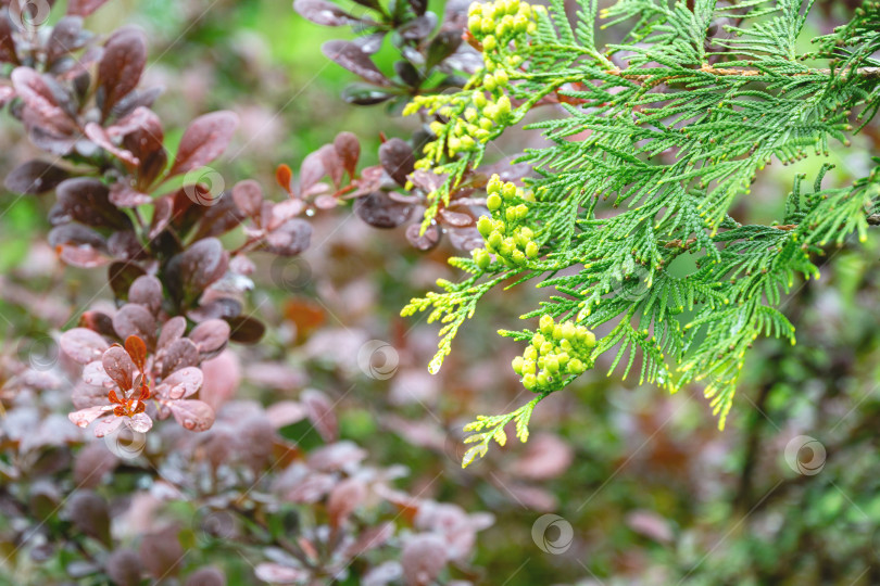 Скачать Красивая фиолетовая листва после дождя на изогнутых ветвях барбариса Berberis thunbergii Atropurpurea. Прекрасный фон для любого дизайна.  Выборочный фокус фотосток Ozero