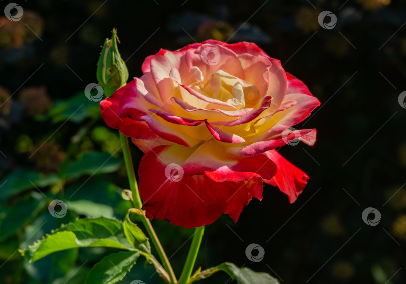 Скачать Нежный крупный план прекрасной розы Double Delight. Роскошная фиолетовая роза с желтым сердечком на фоне размытой изумрудной зелени. Есть место для текста. фотосток Ozero