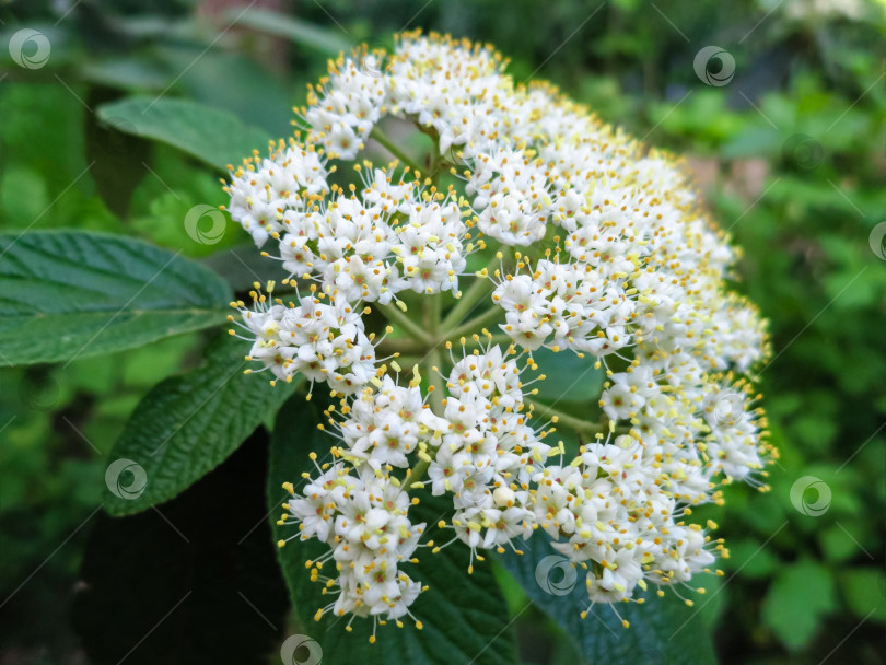 Скачать Крупный план красивых белых весенних цветов калины кожистой (Viburnum rhytidophyllum Alleghany) на темно-зеленом фоне в саду фотосток Ozero