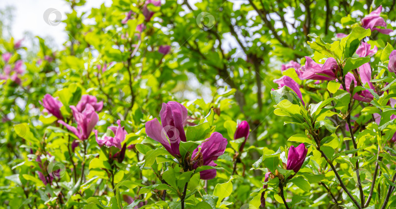 Скачать Множество крупных розовых цветов и бутонов магнолии Сьюзен (Magnolia liliiflora x Magnolia stellata) в саду. Выборочный подход. Природная концепция дизайна фотосток Ozero