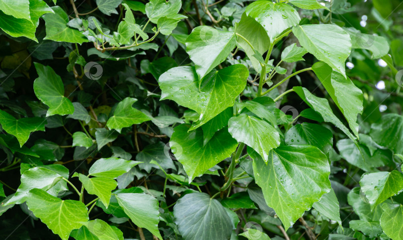 Скачать Зеленый весенний английский плющ (Hedera helix, европейский плющ) с яркими молодыми листьями. Отличное укрывное и вьющееся растение. Концепция дизайна - природа. Особое внимание уделяется выбору фотосток Ozero