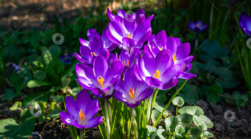 Скачать Фиолетовые крокусы в саду ранней весной. Крупный план цветущих гигантских крокусов рубинового цвета на естественном зеленом фоне. Мягкий выборочный фокус. Есть место для текста. фотосток Ozero