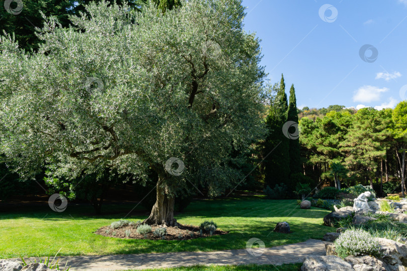 Скачать Прекрасные оливковые деревья (Olea europaea) в реликтовой 200-летней оливковой роще в ландшафтном парке Айвазовского (Park Paradise) в Партените, Крым фотосток Ozero