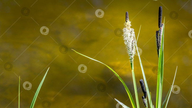 Скачать Цветущая осока Carex Nigra (Carex melanostachya) на берегу садового пруда. Пушистые желтые шапочки на черной или обычной осоке. Природная концепция весеннего дизайна. Есть место для текста фотосток Ozero