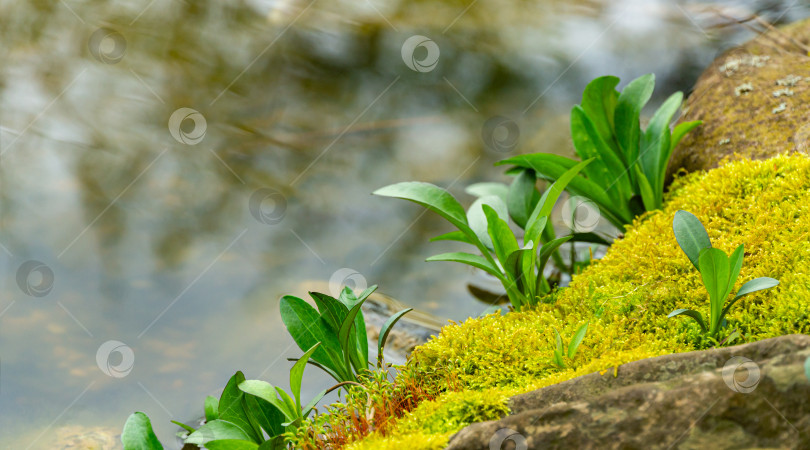 Скачать Ярко-зеленый цветущий грациозный мох с зелеными листьями астры на старом камне на берегу пруда. Размытый фон из крупных камней. Выборочный фокус. Место для вашего текста. Весенняя концепция фотосток Ozero