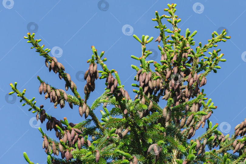 Скачать Множество молодых сосновых шишек на вершине Picea omorika на фоне голубого неба. Солнечный день в весеннем саду. Концепция дизайна - природа. Место для вашего текста. фотосток Ozero
