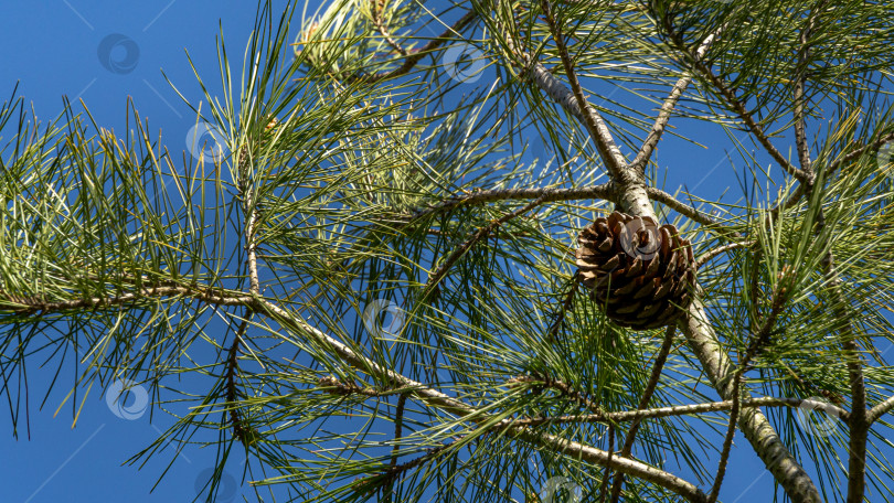 Скачать Красивая спелая сосновая шишка среди очень длинных иголок пицундской сосны Pinus brutia pityusa на фоне голубого неба. фотосток Ozero