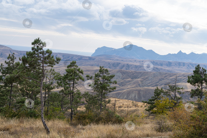 Скачать Красивый пейзаж с крымскими соснами на переднем плане, рельефная долина на фоне голубой гряды Крымских гор. Вид с горы Тепе Оба. Феодосия, Крым, Россия - сентябрь, 2019 фотосток Ozero