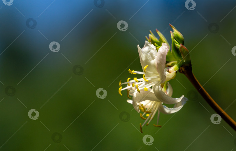 Скачать Крупный план цветущей зимней жимолости Lonicera fragrantissima (standishii), или январского жасмина, китайской жимолости.Белые цветы на размытом естественном фоне в стиле боке.Есть место для текста фотосток Ozero