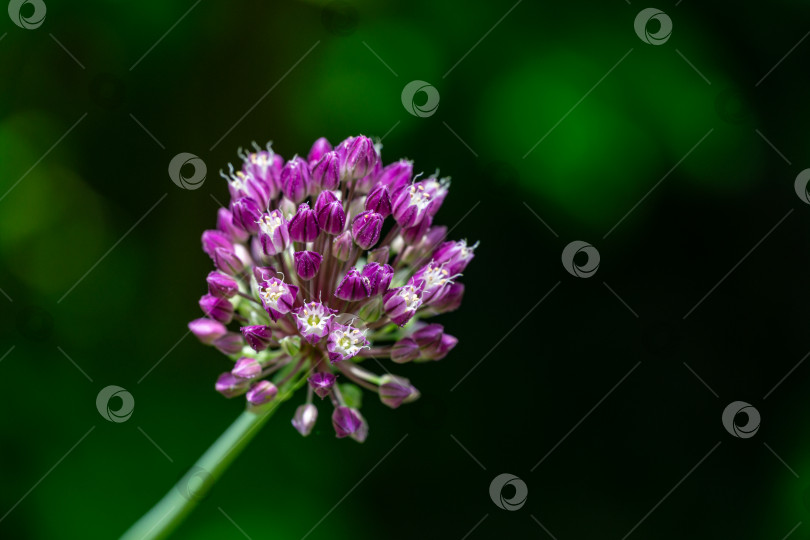 Скачать Фиолетовый цветочный шар распускающегося декоративного лука на фоне темно-зеленой размытой зелени природы. Макрофотография цветка аллиума сиреневого цвета с выборочным фокусом. Есть место для текста фотосток Ozero