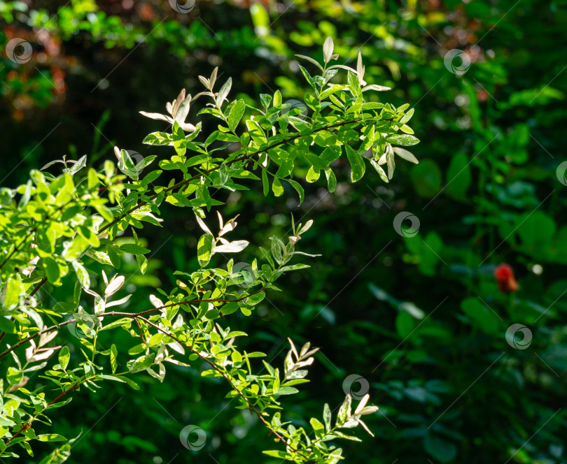 Скачать Ветка японской ивы с цельными листьями, Salix integra Hakuro-Nishiki. Натуральный белый, розовый на зеленом фоне. Выборочный акцент. Природная концепция для естественного дизайна фотосток Ozero