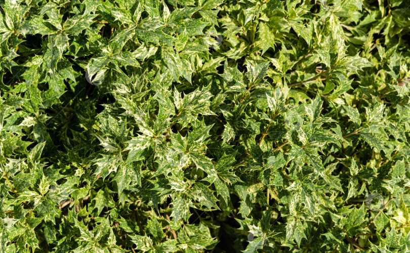 Скачать Красивый разнолистный османтус "Гошики", ложный остролист, остролистный османтус или остролистно-оливковый остролист с колючей пестрой вечнозеленой листвой. Зеленый пейзаж, свежие обои, концепция фона на природе фотосток Ozero