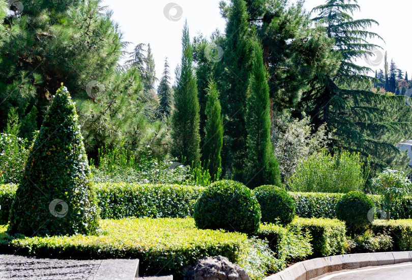 Скачать Живописный образец топиарного искусства с вечнозелеными растениями. Геометрические фигуры из вечнозеленых растений на фоне кипарисов, кедров и другой зелени ландшафтного парка имени Айвазовского в Крыму. Партенит. фотосток Ozero