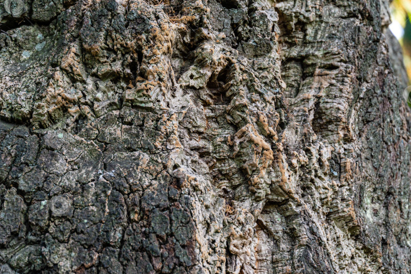 Скачать Крупный план коры пробкового дуба (Quercus suber) в Массандровском ландшафтном парке в Крыму. Богатая красочная текстура в качестве естественного фона для любого дизайна. фотосток Ozero