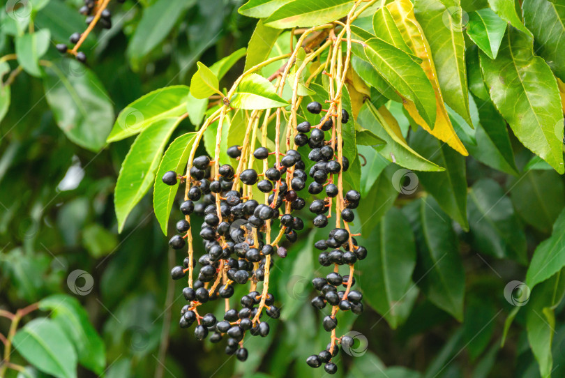 Скачать Крупным планом красивая ветка с черными ягодами Prunus lusitanica (португальского лавра) с вечнозелеными листьями в парке Массандровского дворца, Крым фотосток Ozero