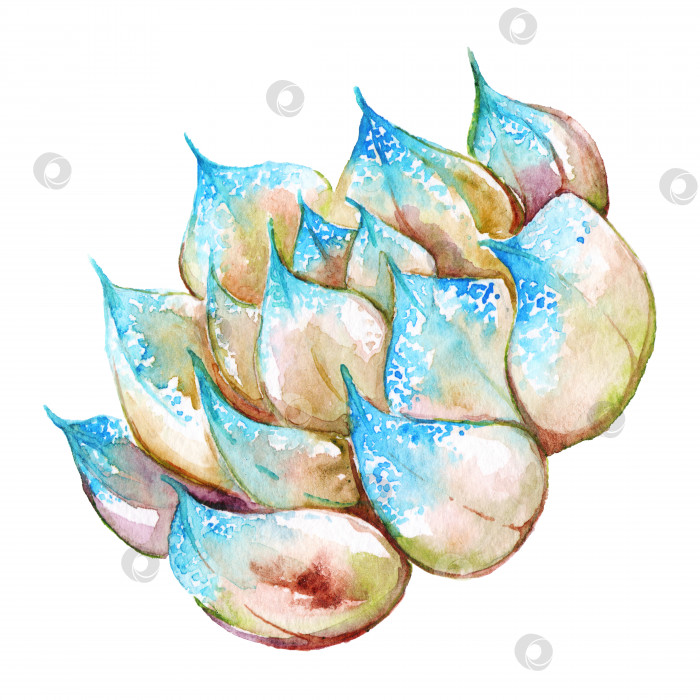 Скачать Акварельное сочное кактусовое цветочное растение, нарисованное от руки изолированно фотосток Ozero