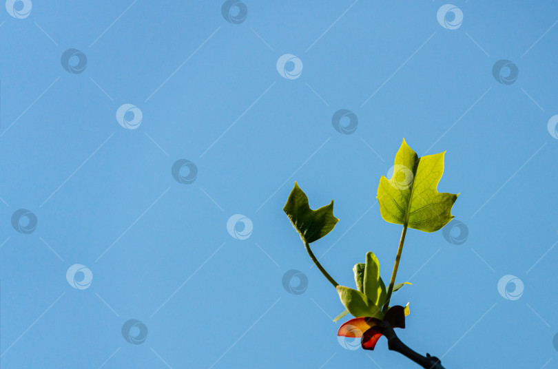 Скачать Молодые листья тюльпанного дерева (Liriodendron tulipifera), называемого Тюльпанным деревом, Американского тюльпанного дерева, Тюльпанного тополя, Желтого тополя, Белого дерева на фоне ясного голубого неба. Выборочный фокус. фотосток Ozero