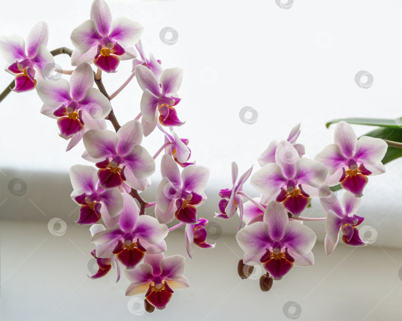 Скачать Мягкий акцент на двух красивых веточках двухцветных мини-орхидей Brother Pico Sweetheart. Фаленопсис и орхидея-мотылек на белом размытом фоне. Прекрасная идея для любого дизайна. Место для вашего текста фотосток Ozero