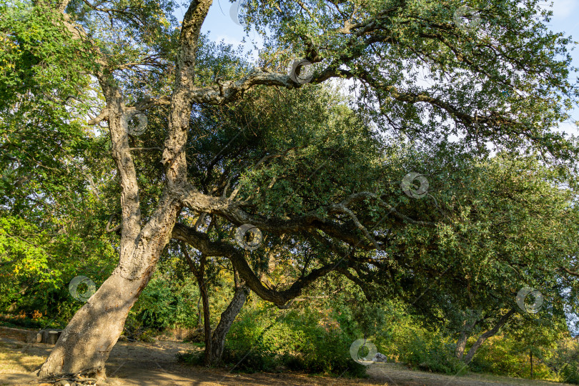 Скачать Красивый большой пробковый дуб (Quercus suber) с пышной вечнозеленой листвой в Массандровском ландшафтном парке в Крыму. Богатый ландшафт как естественный фон для любого дизайна. Природная концепция для экологии фотосток Ozero