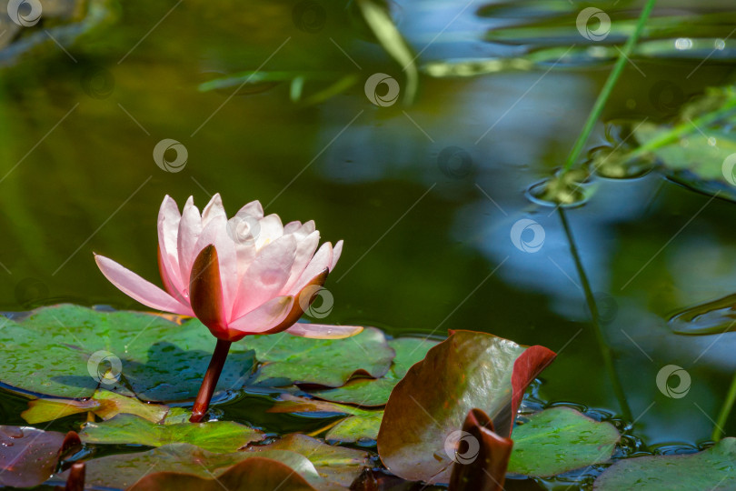 Скачать Естественная красота нежных бутонов розовых кувшинок или лотосов Marliacea Rosea, раскрывшихся ранним утром в садовом пруду. Нимфея распускается среди огромных листьев фотосток Ozero