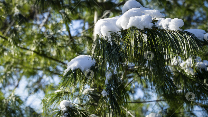 Скачать Крупный план красивых длинных иголок Pinus strobus, покрытых белым пушистым снегом. Выборочный фокус. Концепция природы на волшебную тему Нового года, Рождества или ранней весны фотосток Ozero