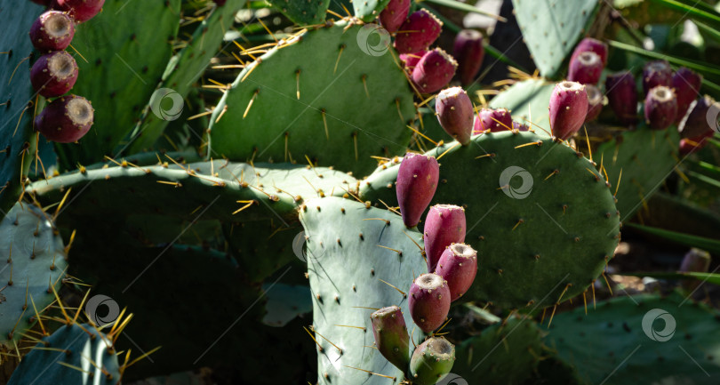 Скачать Красивый кактус-опунция с красными плодами. Опунция, фикус-индика или индийская инжирная опунция в парке в Крыму. фотосток Ozero