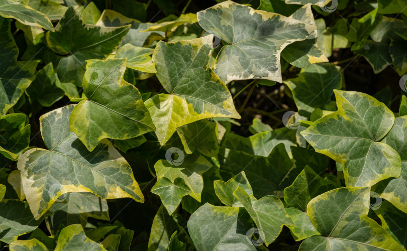 Скачать Крупный план зеленого ковра Hedera helix Goldchild из плюща. Оригинальная текстура натуральной зелени. Фон из элегантных разноцветных листьев. Концепция дизайна - природа.  Выборочный фокус фотосток Ozero