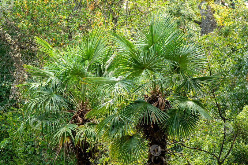 Скачать Две красивые китайские пальмы-ветрячки (Trachycarpus fortunei) или пальма Чусан в Массандровском ландшафтном парке в Крыму. Пейзаж как естественный фон для любого дизайна. Природная концепция для экологии фотосток Ozero