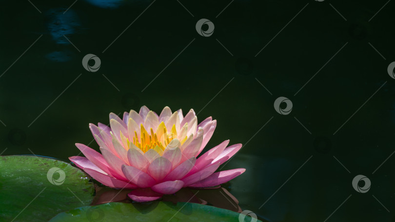 Скачать Волшебный большой ярко-розовый цветок водяной лилии или лотоса, оранжевый закат Перри в садовом пруду. Нимфея так прекрасна. Цветочный пейзаж для обоев на тему природы с пространством для копирования. Выборочный фокус фотосток Ozero