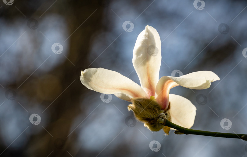 Скачать Великолепный белый цветок магнолии на размытом голубом фоне. Природная концепция весеннего дизайна. Место для вашего текста. фотосток Ozero