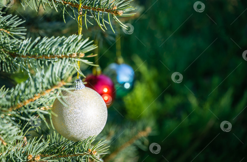 Скачать Елочная игрушка из белых, красных и синих шаров, подвешенных на серебристо-голубую ель Picea pungens. Природная концепция рождественского и новогоднего дизайна с местом для вашего текста фотосток Ozero