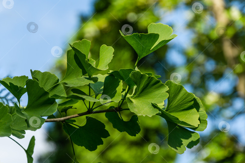Скачать Дерево гинкго (Ginkgo biloba) или гинкго гингко с ярко-зелеными молодыми листьями на фоне размытой листвы. Выборочный крупный план. Свежая концепция природы на обоях. Место для вашего текста фотосток Ozero