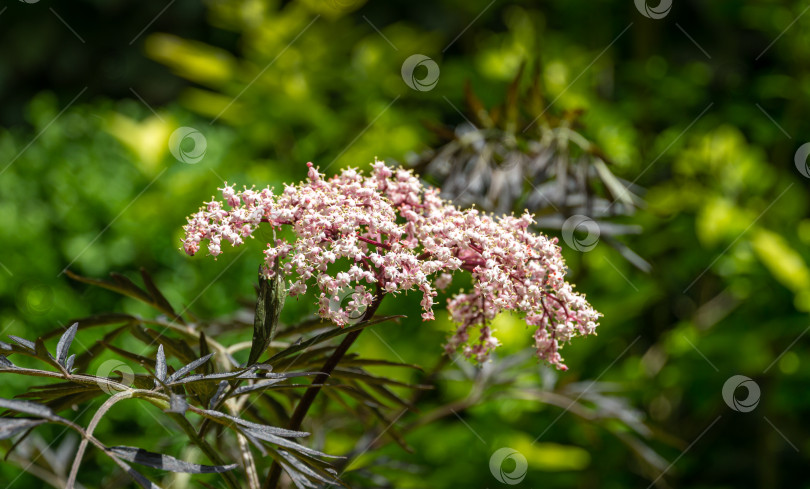 Скачать У черного самбука (Sambucus nigra) распускаются белые цветы. Макросъемка букета нежных цветов на темно-зеленом фоне в весеннем саду. Выборочный фокус. Концепция дизайна - природа. фотосток Ozero