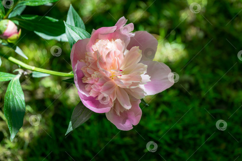 Скачать Красивый нежно-розовый пион, распускающийся под лучами солнца на фоне темной зелени сада. Выборочный подход. Природная концепция дизайна фотосток Ozero
