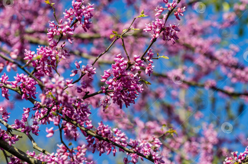 Скачать Красноплодка восточная, или Церцис канадский, пурпурно-весенний цветок в солнечный день. Крупный план розовых цветов Иудиного дерева. Выборочный подход. Концепция дизайна, основанная на природе. фотосток Ozero